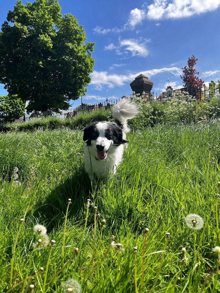 Mr Big Mac, the black-and-white dog